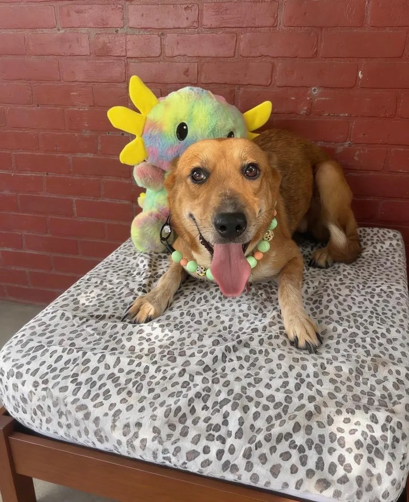 A young medium-sized female Golden Carolina Dog dog named Avery for adoption in Houston, TX
