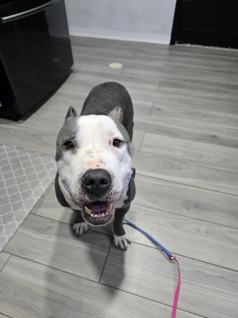 An adult large-sized male Pit Bull Terrier dog named Bart for adoption in Arlee, MT