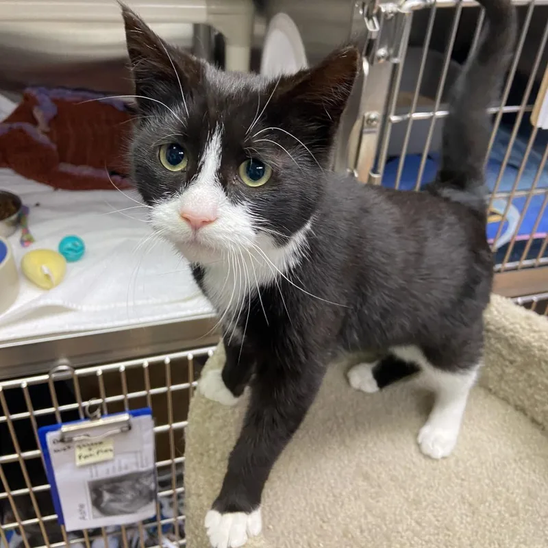 An adult medium-sized female Black Domestic Short Hair cat named Ellie for adoption in Newark, DE