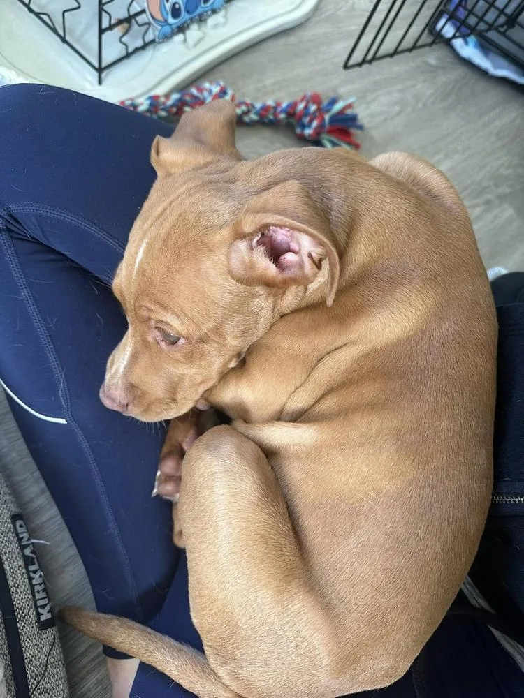 A baby medium-sized male Brown / Chocolate Mixed Breed dog named Kai for adoption in Valley Stream, NY