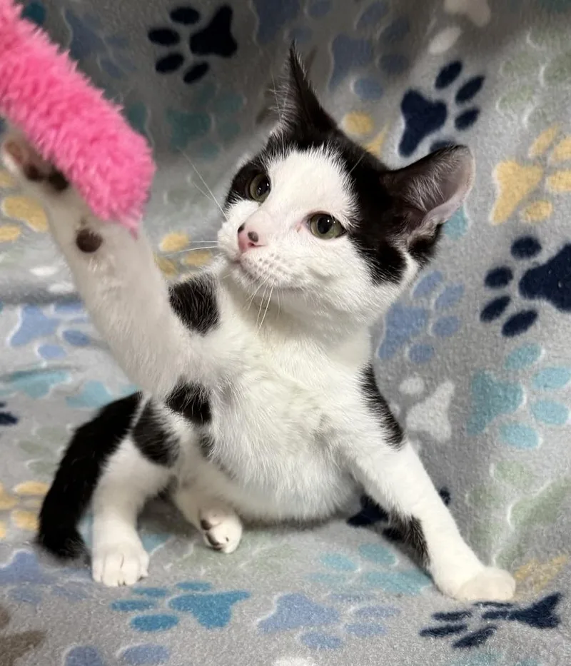 A baby small-sized male Black & White / Tuxedo Domestic Short Hair cat named Gum Drop for adoption in Jackson, GA