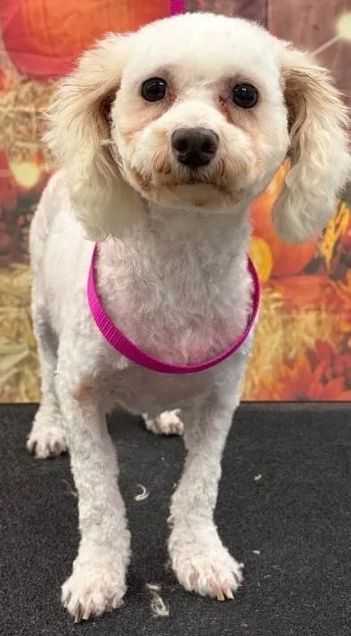 An adult small-sized female Bichon Frise dog named Fluffy for adoption in Westminster, MD