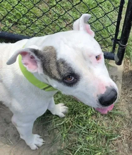 An adult large-sized male American Bulldog dog named Nitro for adoption in Conway, SC