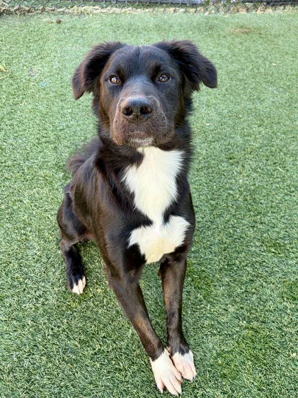 A young medium-sized male Black Border Collie dog named Cooper for adoption in Boulder, CO