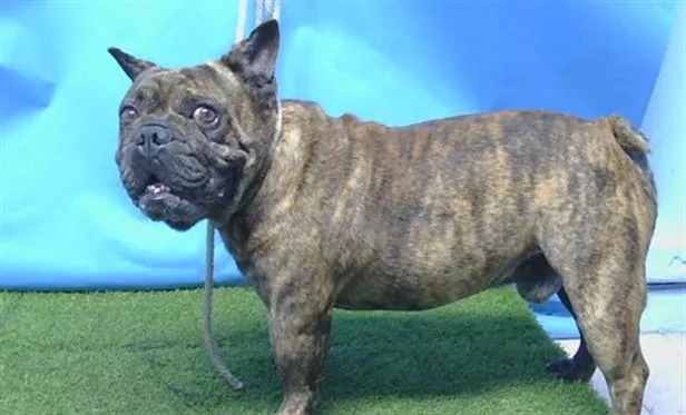 An adult large-sized male French Bulldog dog named A for adoption in Gardena, CA