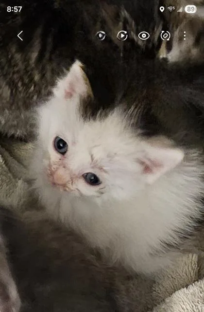 A baby small-sized male Domestic Long Hair cat named Chi Chi for adoption in Paducah, KY