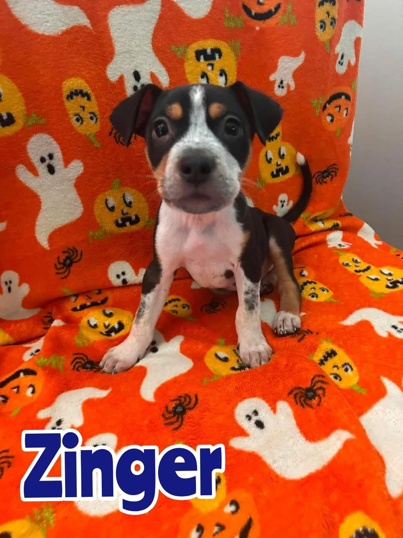 A baby large-sized male Australian Cattle Dog / Blue Heeler dog named Zinger for adoption in New Baltimore, MI