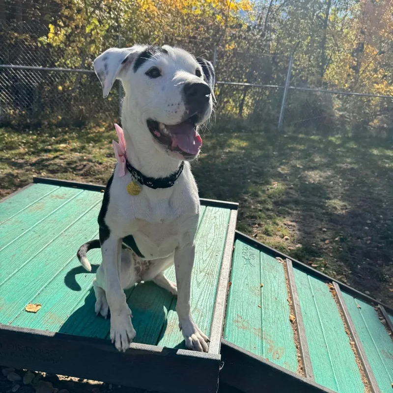 A young medium-sized female Black Mixed Breed dog named Lily for adoption in Priest River, ID