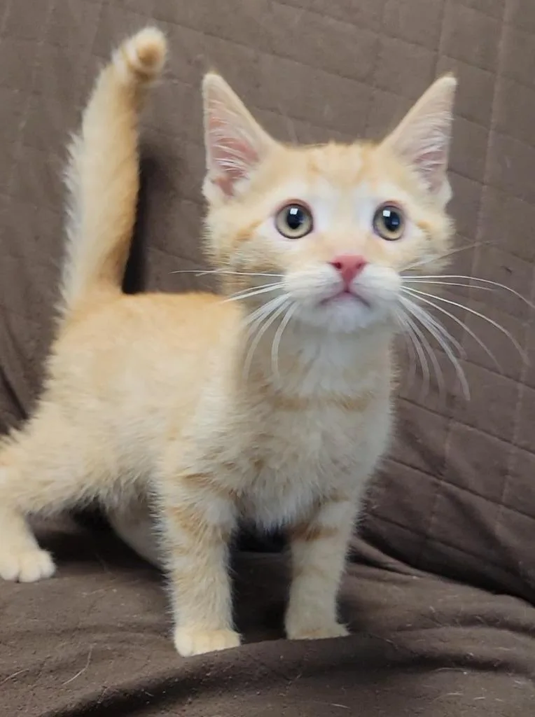 A baby medium-sized male Domestic Short Hair cat named Catapult for adoption in Sandusky, OH