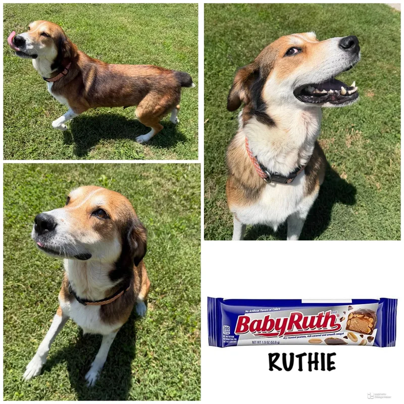 An adult medium-sized female Mixed Breed dog named Ruthie for adoption in Spring hill, TN