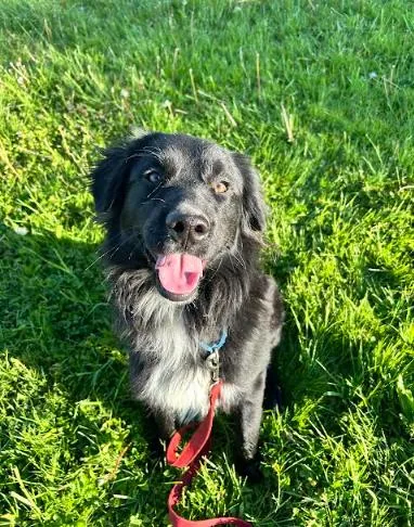A young medium-sized male Black Flat-Coated Retriever dog named Hercules for adoption in Brunswick, OH