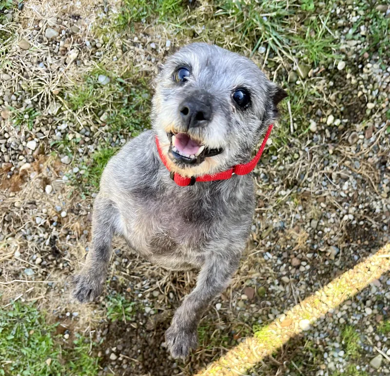 A senior small-sized female Gray / Blue / Silver Cairn Terrier dog named Lila for adoption in Seville, OH
