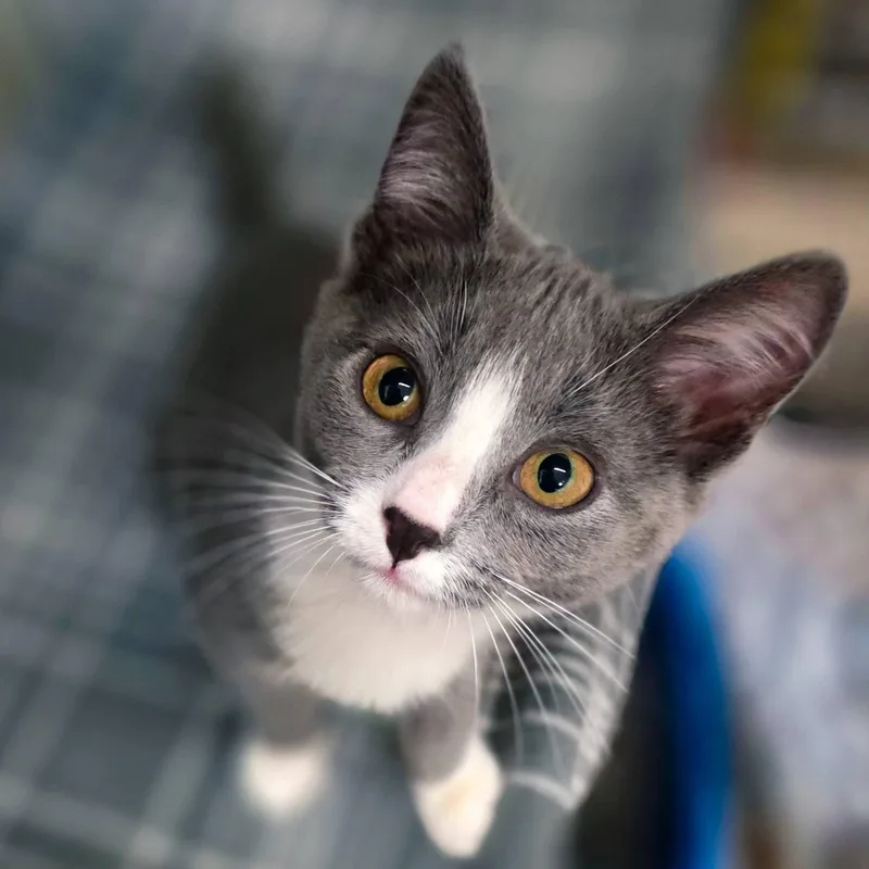 A baby medium-sized male Orange & White Domestic Short Hair cat named Pumpkin Squash for adoption in Sterling Heights, MI