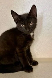 A baby small-sized male Black & White / Tuxedo Domestic Short Hair cat named Hamlet for adoption in Winter Haven, FL