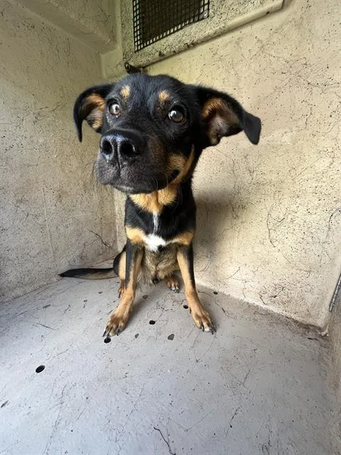 A young medium-sized male German Shepherd Dog dog named Boomer for adoption in Oklahoma City, OK