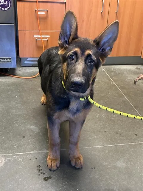 A baby medium-sized female German Shepherd Dog dog named Ramen for adoption in Santa Cruz, CA