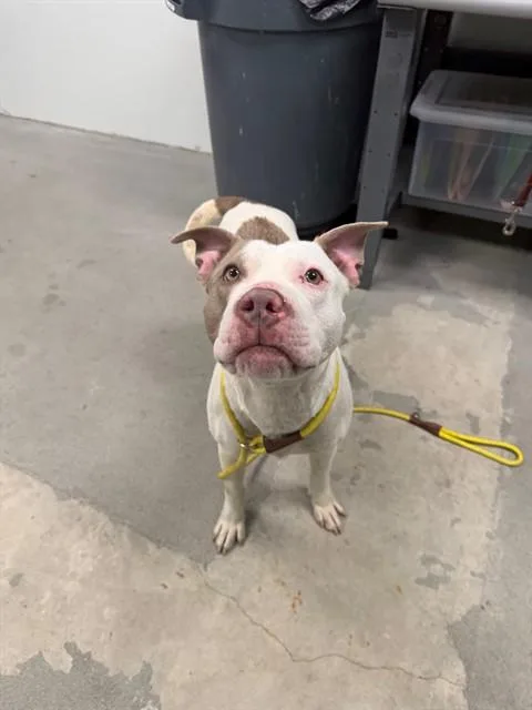 An adult medium-sized male Pit Bull Terrier dog named Link for adoption in Urbana, IL