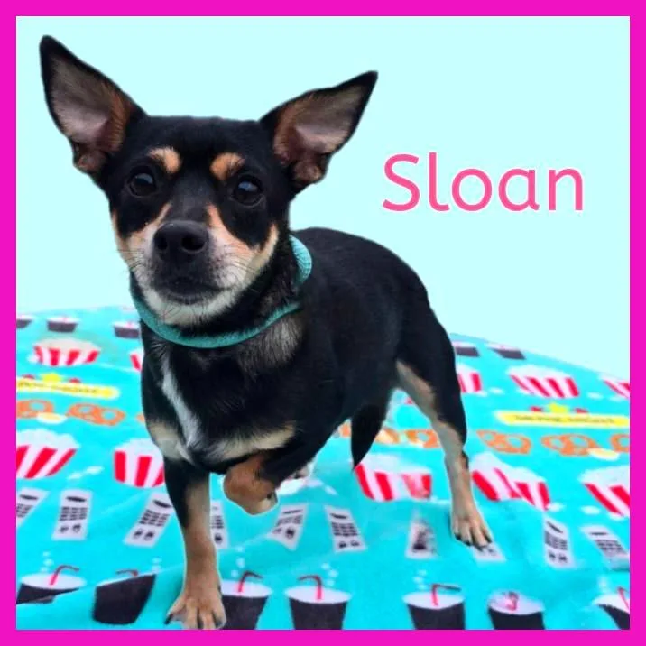 An adult small-sized female Black Mixed Breed dog named Sloan for adoption in Joliet, IL