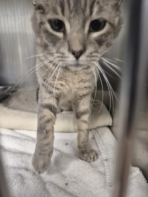 A young medium-sized male Domestic Short Hair cat named Riggs for adoption in Decatur, IL