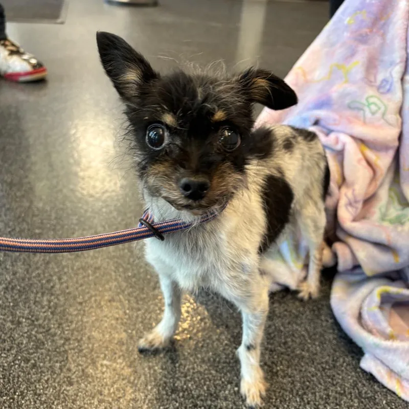 A senior small-sized female Black Mixed Breed dog named Sweet Pea for adoption in Allentown, PA