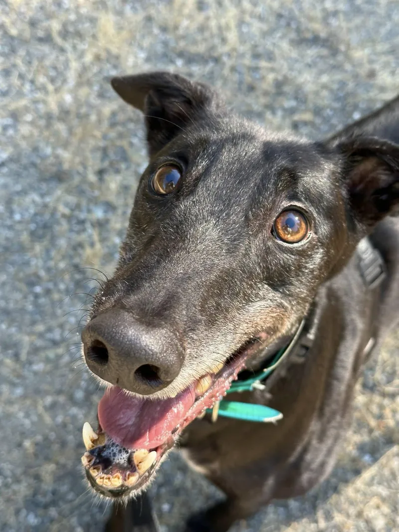 An adult large-sized male Greyhound dog named Blake for adoption in Woodinville, WA