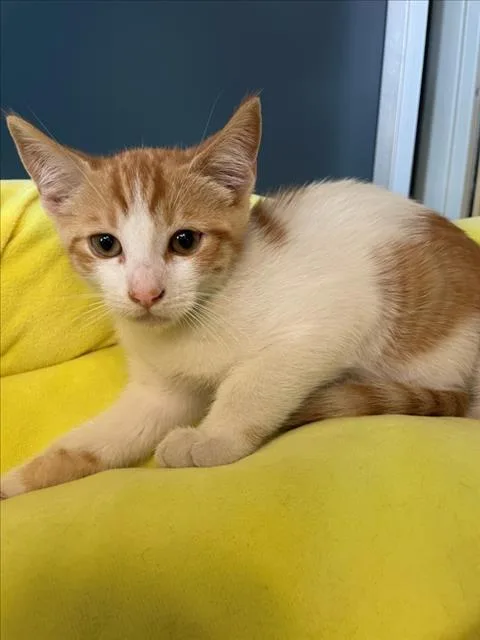 A baby small-sized male Domestic Short Hair cat named Macaw for adoption in Tracy, CA