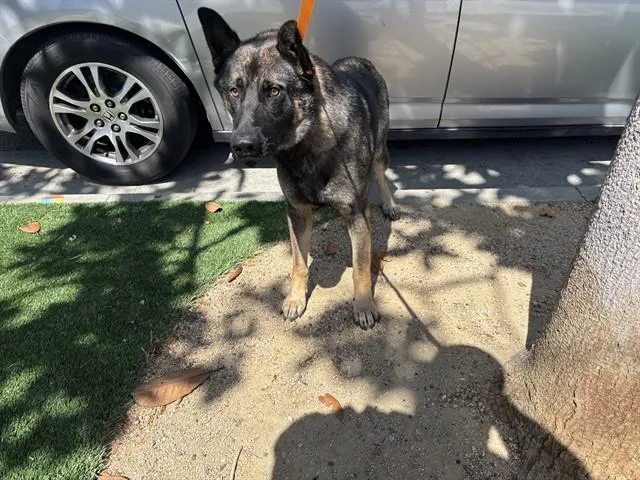 An adult large-sized male German Shepherd Dog dog named Falafel for adoption in Santa Monica, CA