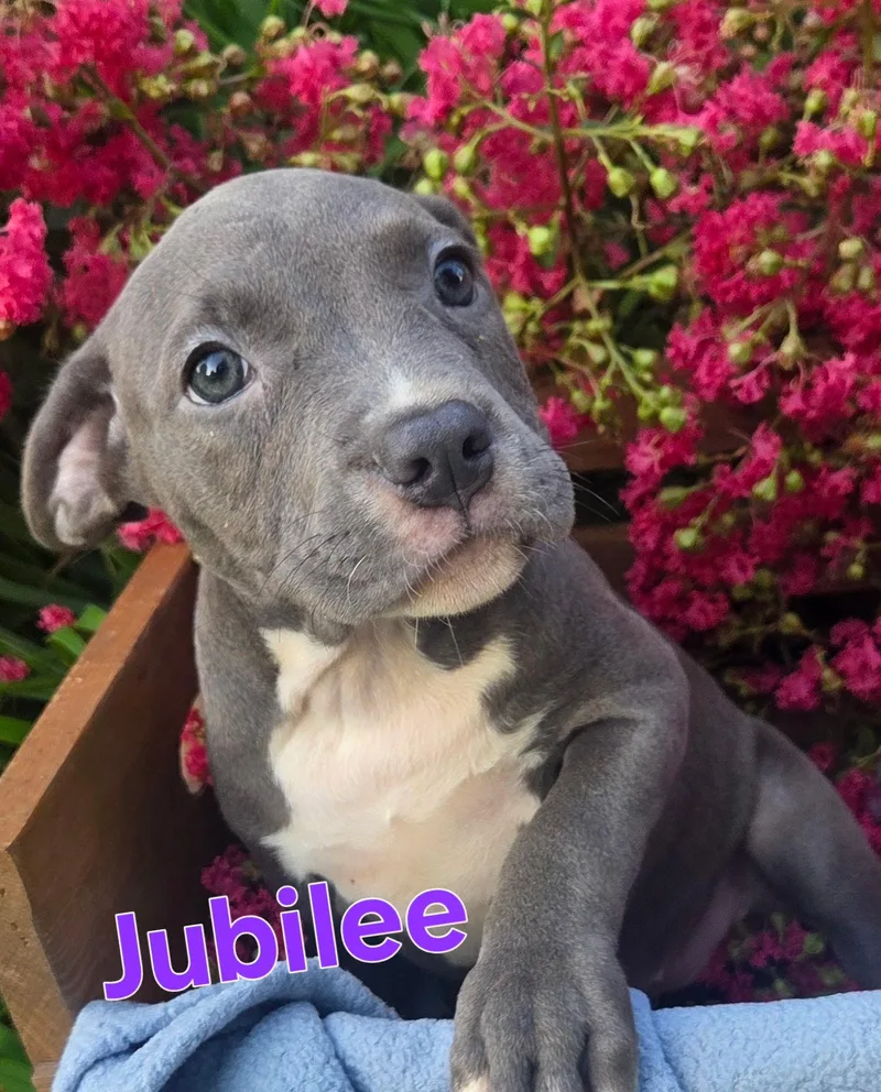Jubilee