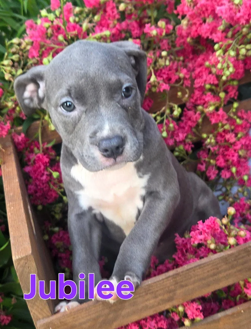 Jubilee thumbnail 2