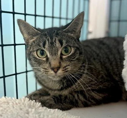 A young medium-sized female Gray / Blue / Silver Domestic Short Hair cat named Sake for adoption in Fernandina Beach, FL