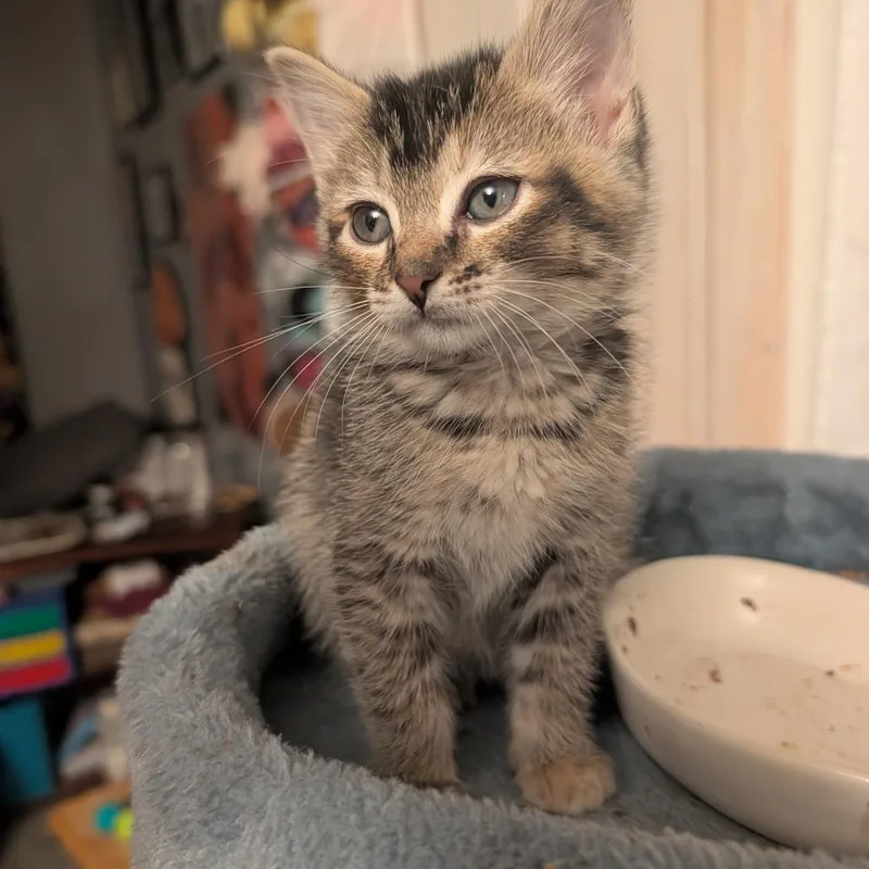 A baby small-sized female Torbie Domestic Short Hair cat named Agott for adoption in Belleville, IL