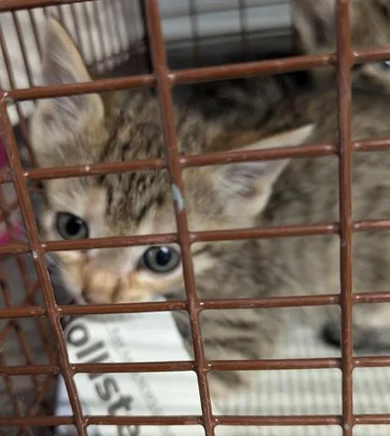 A baby small-sized female Domestic Short Hair cat named Opal for adoption in San Martin, CA