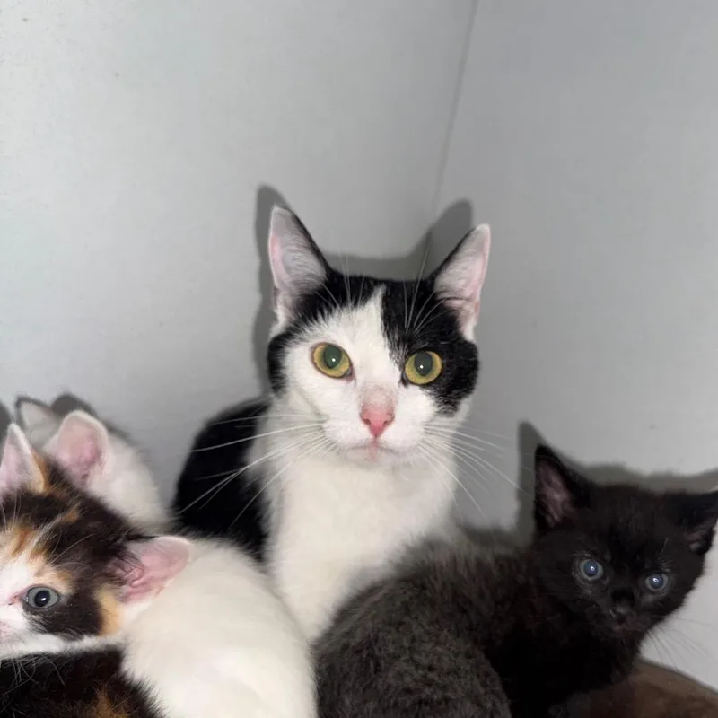 A young medium-sized female Black Domestic Short Hair cat named Tandoori for adoption in New York, NY