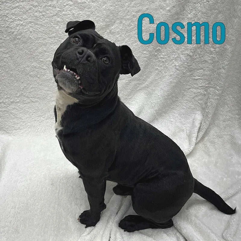 Cosmo