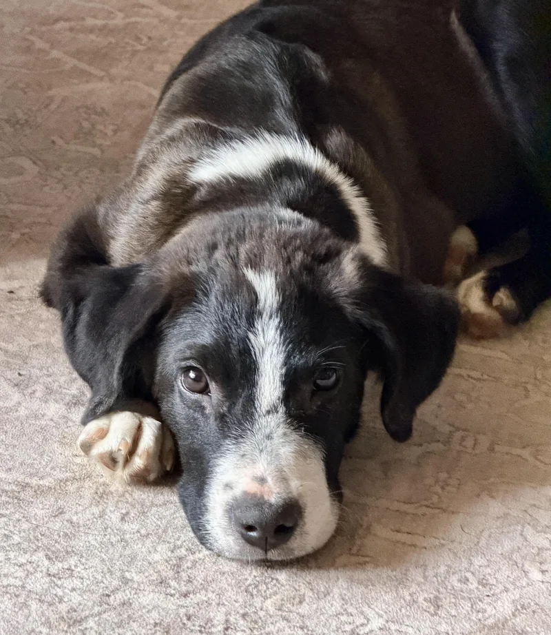 A baby medium-sized male White / Cream Pit Bull Terrier dog named Goldfinch for adoption in Silvana, WA