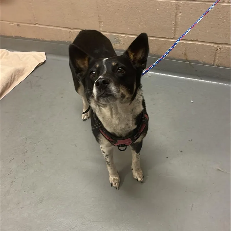 An adult medium-sized female Mixed Breed dog named Tes for adoption in Tacoma, WA
