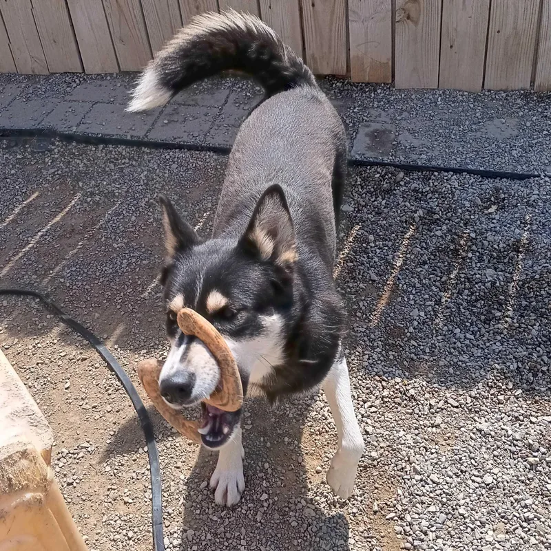 A young medium-sized female Black Husky dog named Tonja for adoption in Indianapolis, IN