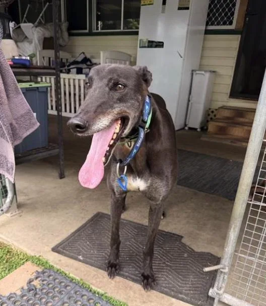An adult large-sized male Greyhound dog named Hang On Harvey for adoption in Tarpon Springs, FL