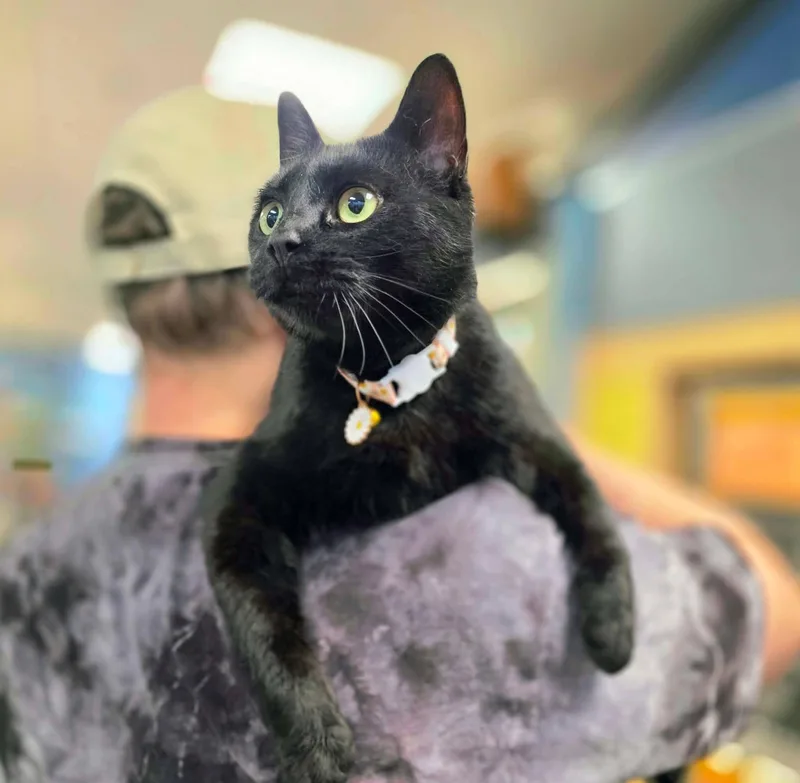 An adult medium-sized female Black Domestic Short Hair cat named Topaz for adoption in Oak Ridge, TN