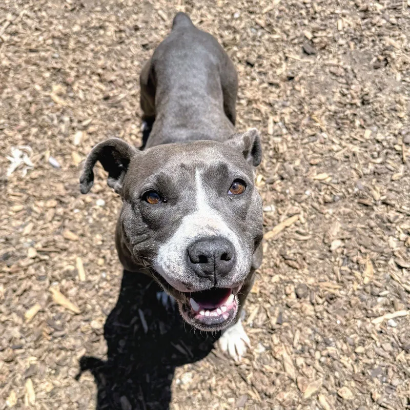 A senior large-sized female Pit Bull Terrier dog named Fern for adoption in Oakland, CA