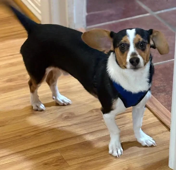 Brody In Ri thumbnail 2