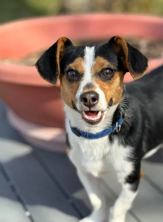 Brody In Ri thumbnail 3