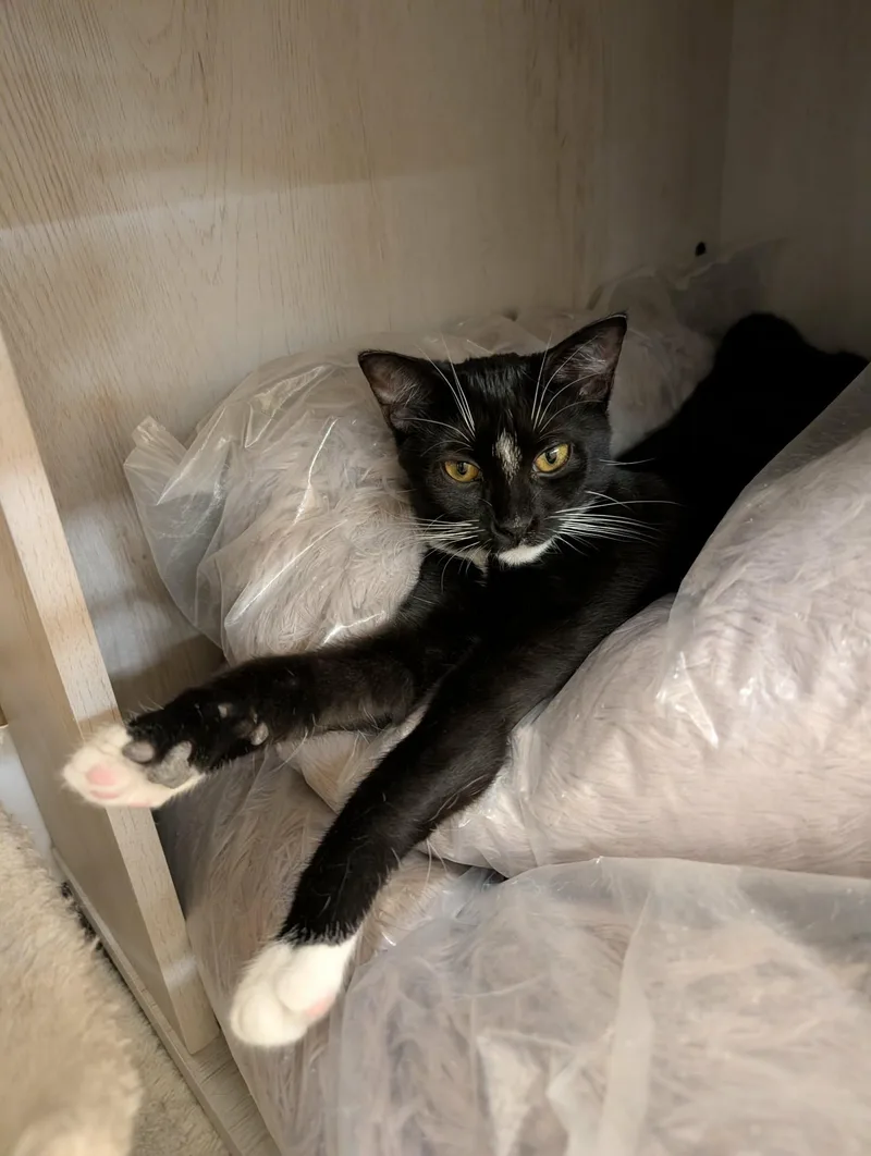 Mitochondria thumbnail 2