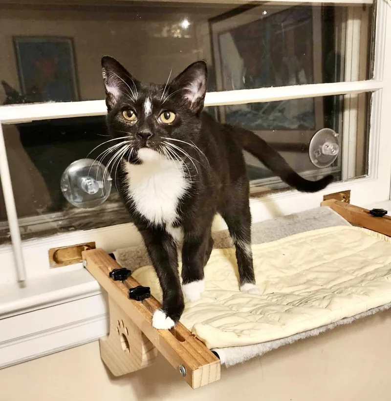 Mitochondria thumbnail 3