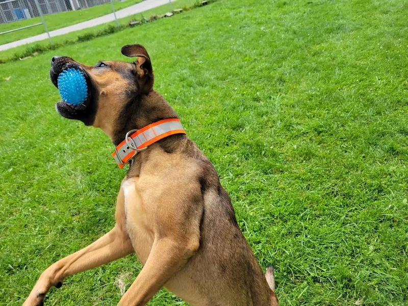 A young large-sized male Yellow / Tan / Blond / Fawn German Shepherd Dog dog named Sprocket for adoption in Lisbon, OH