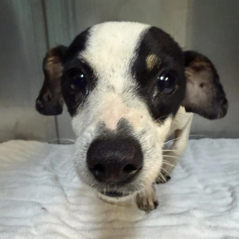 An adult small-sized female White / Cream Chihuahua dog named Teenie Weenie for adoption in Austin, TX