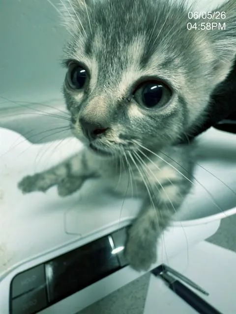 A baby small-sized female Domestic Short Hair cat named Citrine for adoption in Augusta, GA