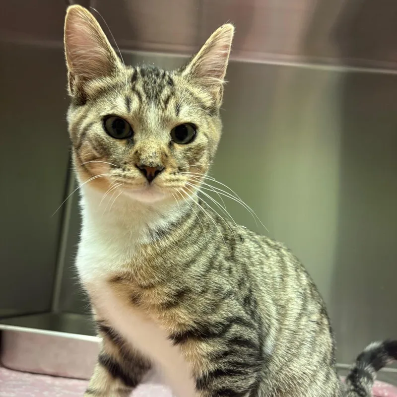 A baby medium-sized male American Shorthair cat named Carl for adoption in Columbus, GA