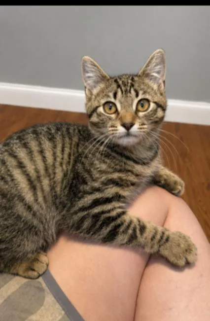 A baby small-sized male Tabby (Brown / Chocolate) Domestic Short Hair cat named Nelson for adoption in Newark, NJ