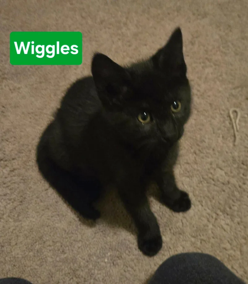 A baby medium-sized male Black Domestic Short Hair cat named Wiggles for adoption in Coatesville, PA